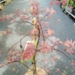 Acer palmatum Inaba-Shidare