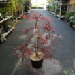 Acer palmatum Inaba-Shidare