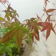 Acer palmatum Beni Maiko