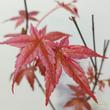 Acer palmatum Beni Maiko