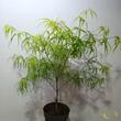Acer palmatum Koto-no-ito