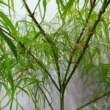 Acer palmatum Koto-no-ito