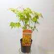 Acer palmatum Orange Lace