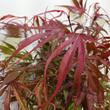 Acer palmatum Peve Dave