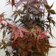 Acer palmatum Skeeters Broom