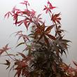 Acer palmatum Skeeters Broom