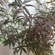 Acer palmatum Starfish