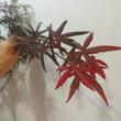 Acer palmatum Starfish