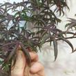 Acer palmatum Starfish