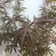 Acer palmatum Starfish