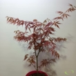 Acer palmatum Extravaganza