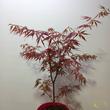 Acer palmatum Extravaganza