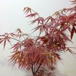 Acer palmatum Extravaganza