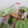 Acer conspicuum Red Flamingo