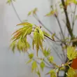 Acer palmatum 'Orange Lace'