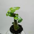 Adenium obesum