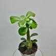 Adenium obesum