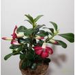 Adenium obesum