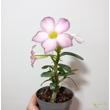 Adenium obesum rózsaszín