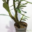 Adenium obesum White Star