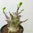 Adenium baobab