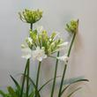 Agapanthus africanus Ever White
