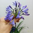 Agapanthus Summer Love Blue
