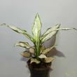 Aglaonema Vanilla Baby