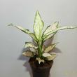 Aglaonema Vanilla Baby