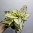 Aglaonema White Kiwi