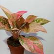 Aglaonema Prestige