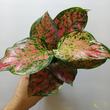 Aglaonema Spotted Star