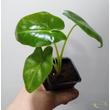 Alocasia Lutea
