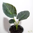 Alocasia Regal Shield