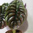 Alocasia cuprea Red Secret