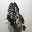 Alocasia cuprea Red Secret