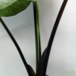 Alocasia Macrorrhiza black stem