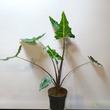 Alocasia Sarian