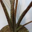 Alocasia Sarian