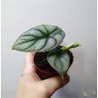 Alocasia Silver Dragon