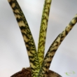 Alocasia Zebrina mini