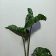 Alocasia Dragon Tail