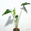 Alocasia Dragon Tail