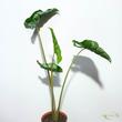 Alocasia Dragon Tail