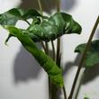 Alocasia Dragon Tail