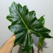 Alocasia Golden Dragon