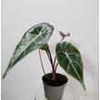 Alocasia Longiloba Grandis