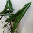Alocasia Tigrina