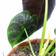 Alocasia Watsoniana