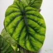 Alocasia clypeolata Green Shield